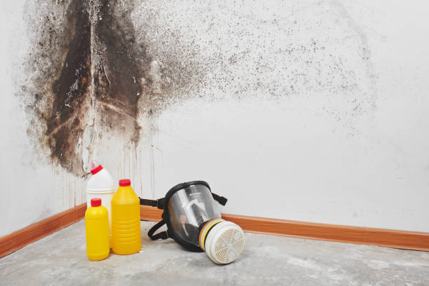Professional Mold Removal in Dunbar, WV