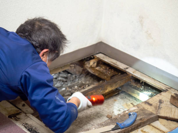 Best Local Mold Removal Service  in Dunbar, WV