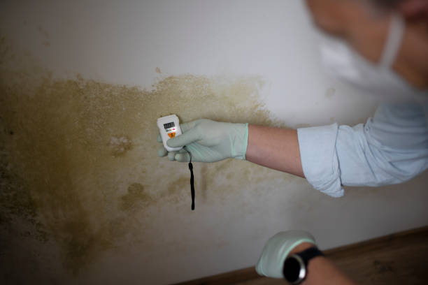 Best Mold Damage Repair  in Dunbar, WV