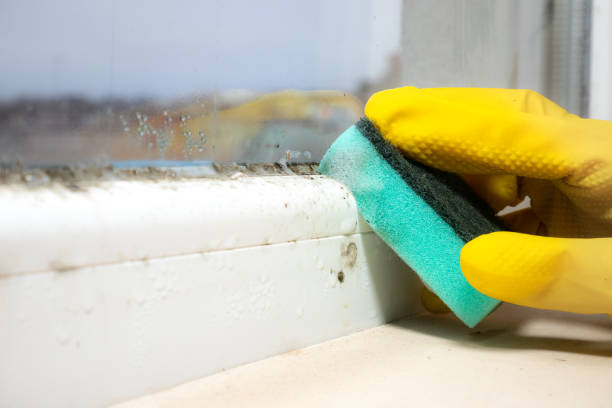 Best Professional Mold Removal  in Dunbar, WV