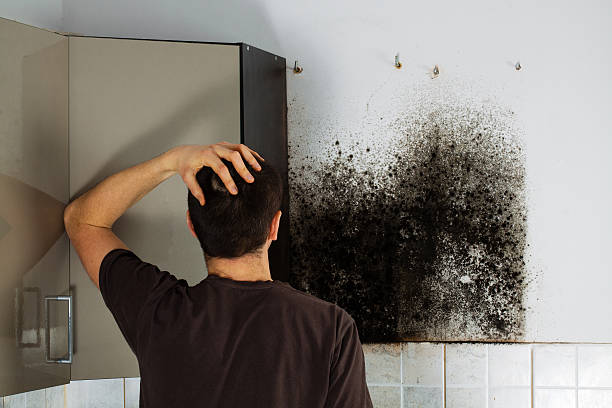 Best Best Mold Removal Companies  in Dunbar, WV